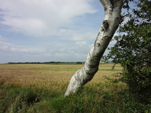 landscape tree field