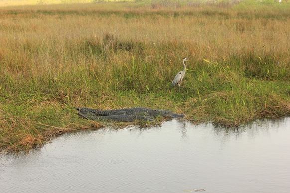 landscape with alligators and heron at everglades national park florida