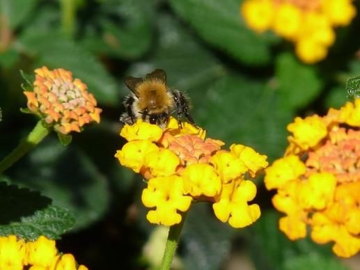 lantana hummel pollination