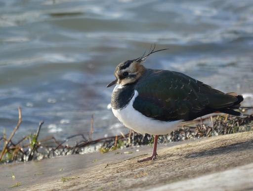 lapwing at my local patch