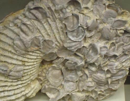 large fossilized ammonite shell