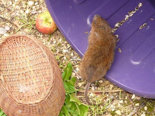 large vole east water vole mouse