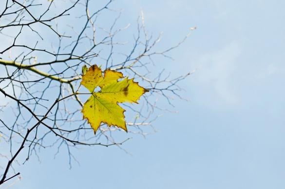 last yellow leaf