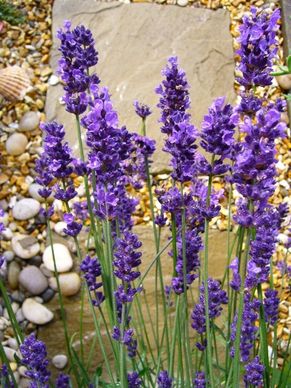 lavandula lavender flower