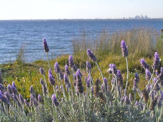 lavender amp bay