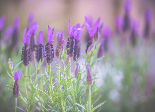 lavender blooming scene picture blurred closeup 