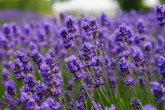 lavender field picture elegant closeup