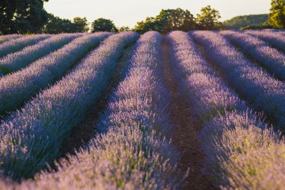 lavender field picture elegant contrast