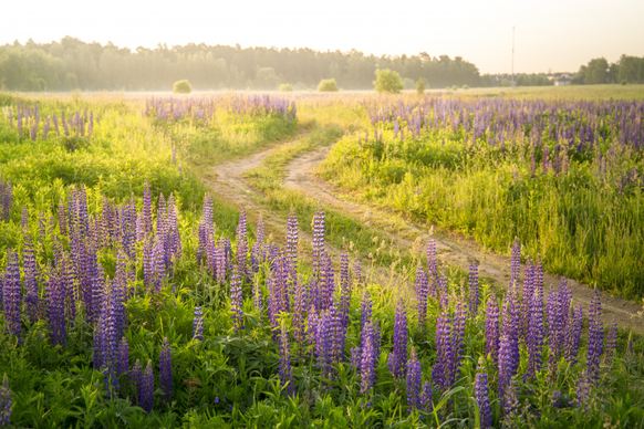 lavender field scene beautiful peaceful 