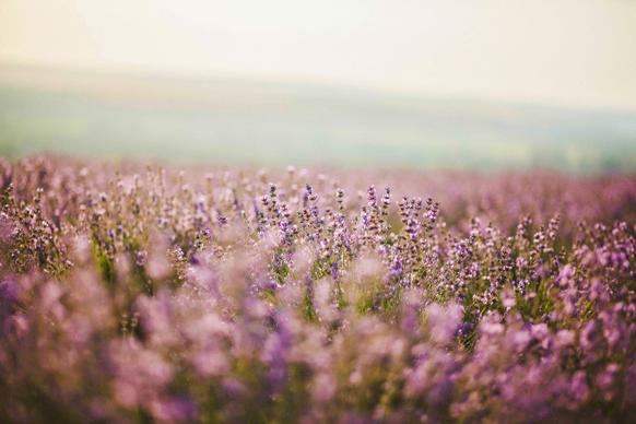 lavender field scenery picture elegant blurred 