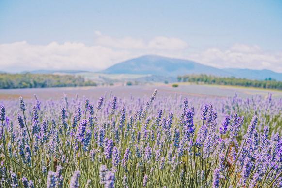 lavender field scenery picture elegant bright blossom 