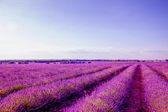 lavender field scenery picture wide flower beds
