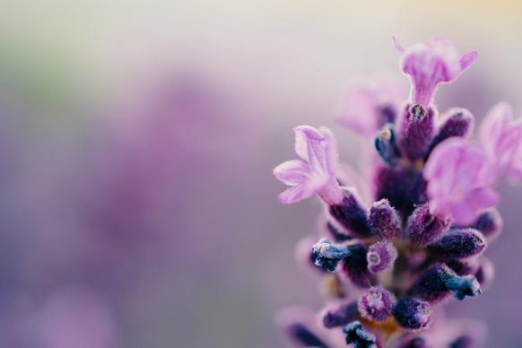 lavender flower backdrop elegant blurred closeup 
