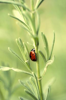lavender ladybug picture elegant closeup