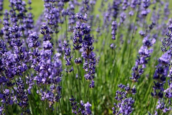 lavender purple summer