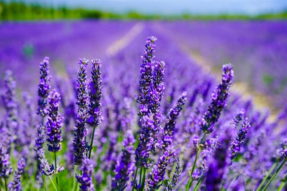 lavender scenery picture elegant closeup 