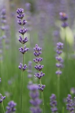 lavender summer meadow