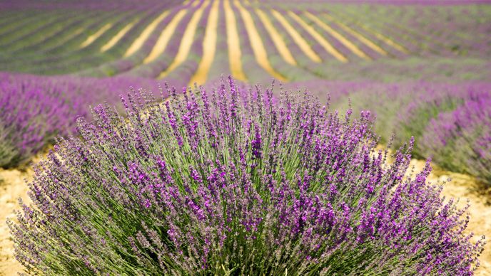 lavenders field backdrop picture elegant blooming scene 