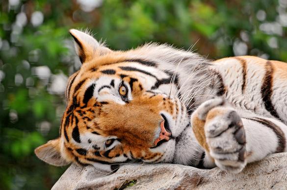 lazy tiger
