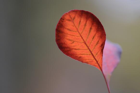 leaf ii