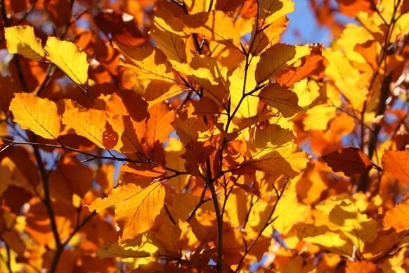 leaf leaves yellow