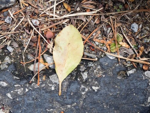 leaf on stone concrete and sticks