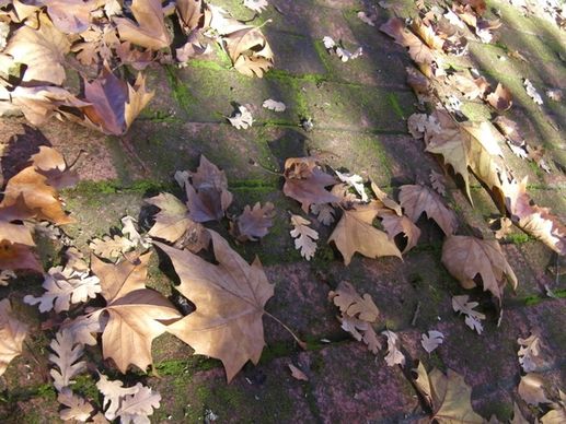 leafed walk