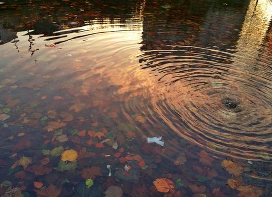 leafy pond