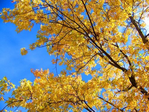 leaves autumn yellow