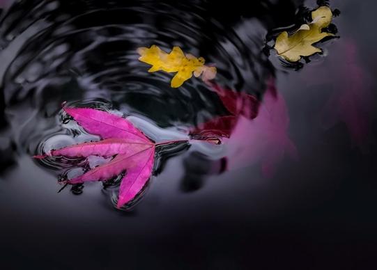 leaves floating in the pond