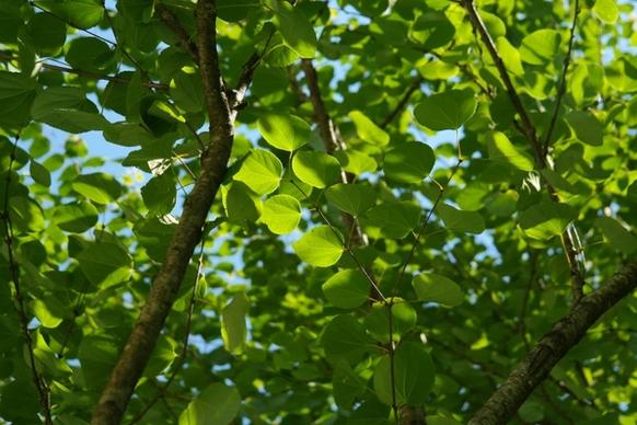 leaves green japanese kuchenbaum