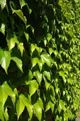 leaves greening wall