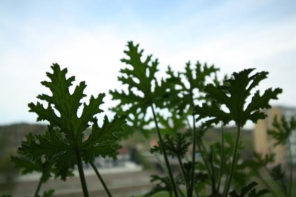 leaves of our pelargonium geraniaceae