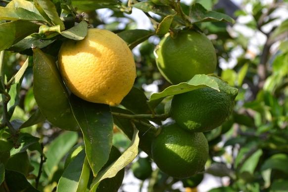 lemon sheet fruit