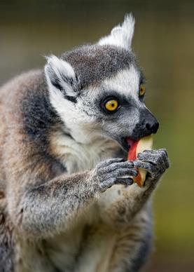 lemur and apple