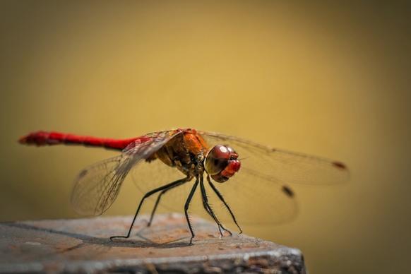 leucorrhinia pectoralis swamp darter red dragonfly