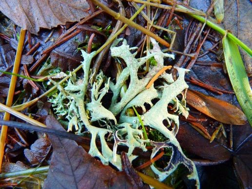 lichen plant woodland