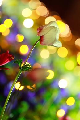 light decorated flower