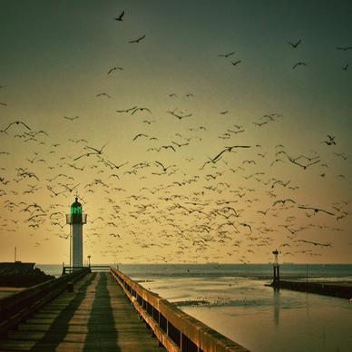 lighthouse gulls sky