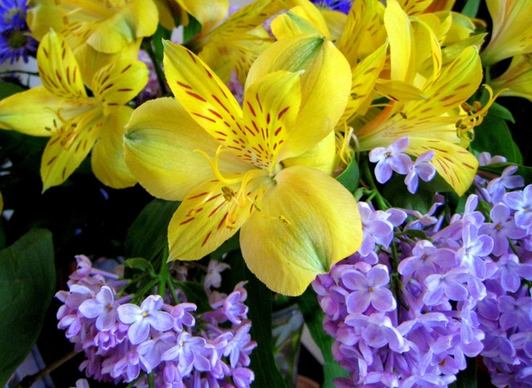 lilac039s and peruvian lilies