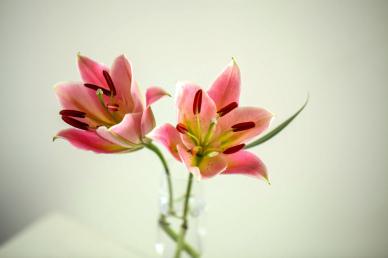 lily backdrop picture elegant flowerpot closeup