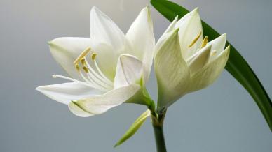lily flora backdrop elegant bright closeup
