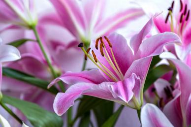 Lily flora backdrop elegant modern closeup 