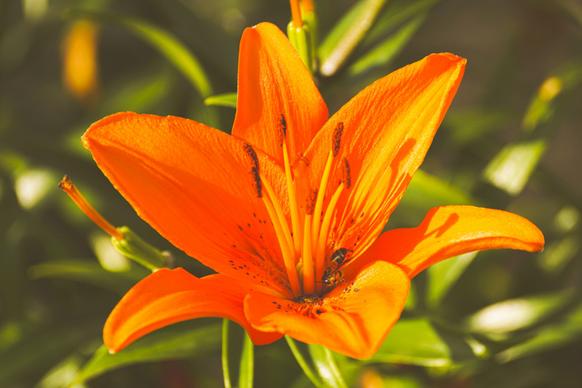 lily flower backdrop elegant closeup 