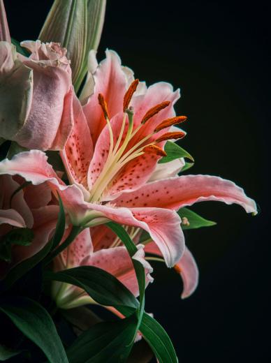 lily flower backdrop elegant dark contrast closeup