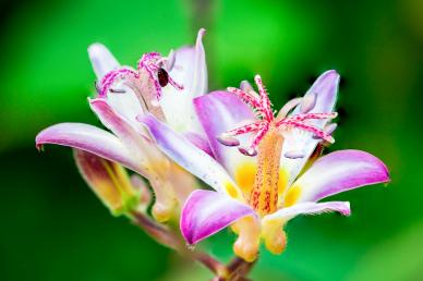 Lily flower backdrop picture elegant bright closeup