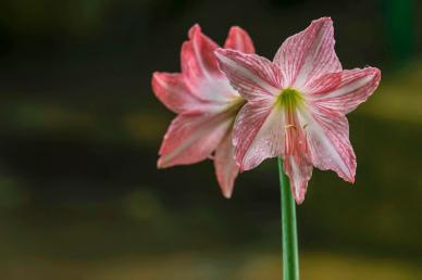 lily flower picture elegant closeup contrast