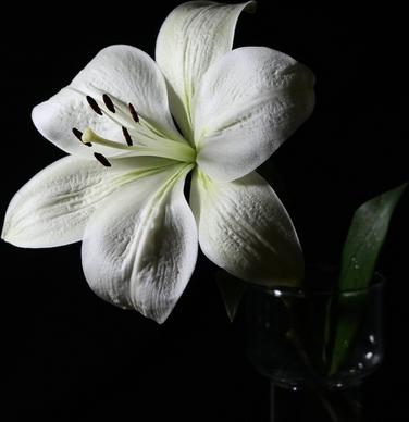 lily flower white lily