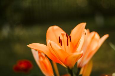 lily petal backdrop contrast closeup