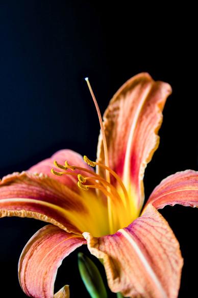 lily petal backdrop elegant contrast closeup